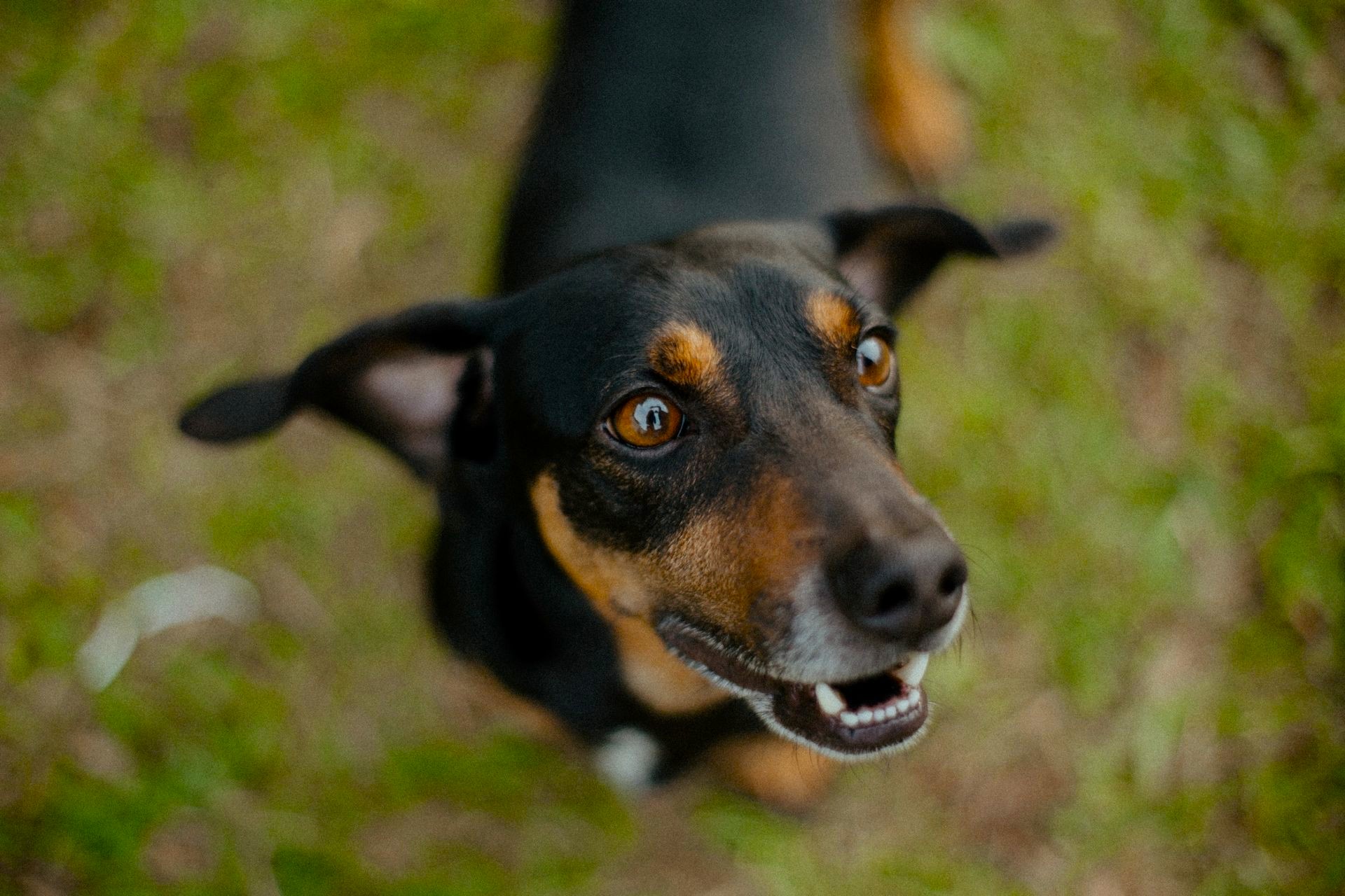 A happy dog outdoors