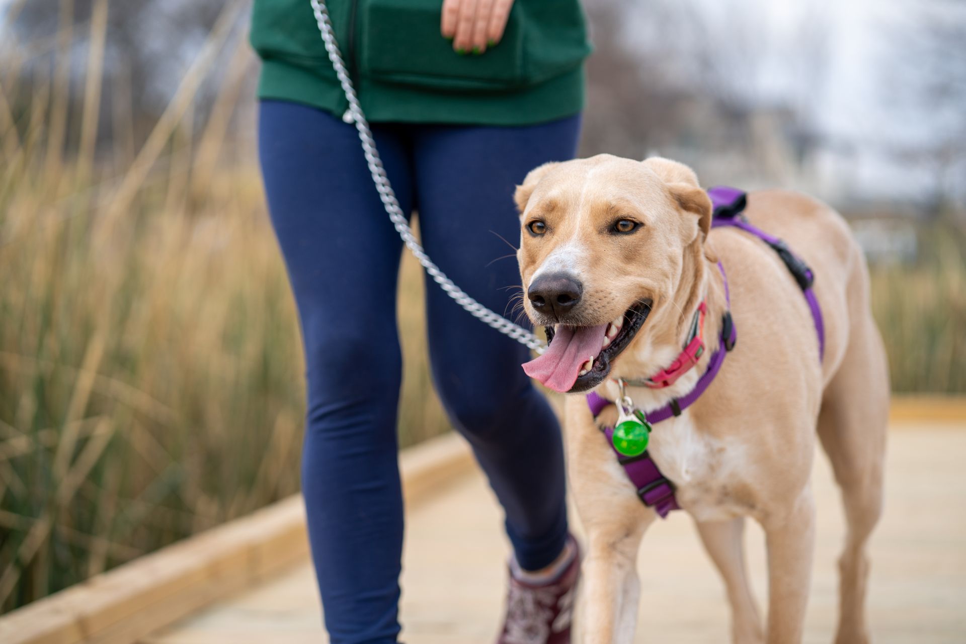 A happy dog on a walk